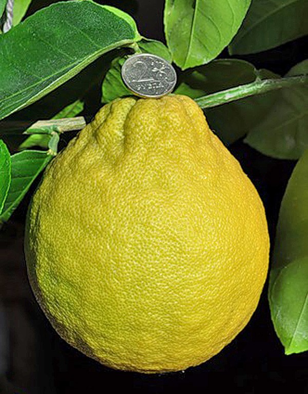 Где Можно Купить Саженцы Ташкентского Лимона