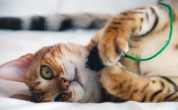 Идея фото с котенком Идея фото с котенком