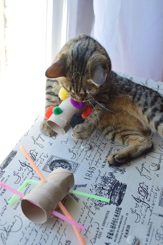 Какие игрушки для кошек можно сделать своими руками