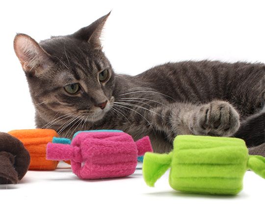 Какие игрушки для кошек можно сделать своими руками