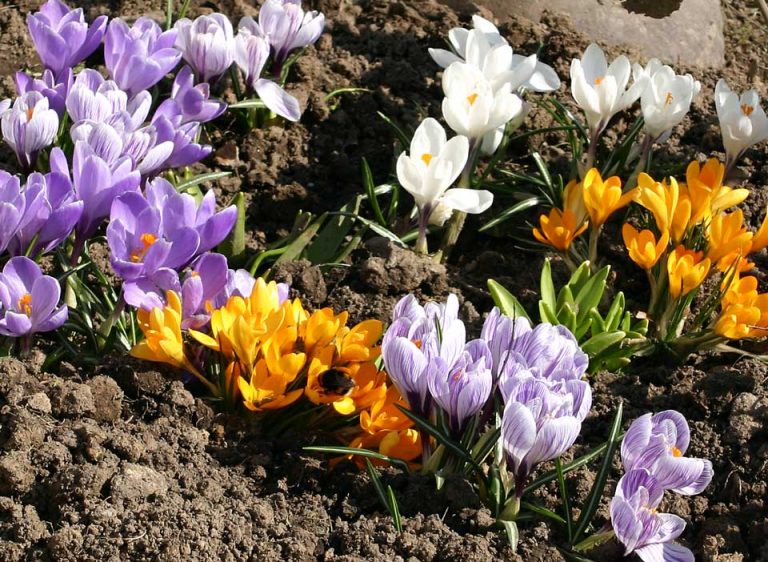 Цветы которые любят тень в саду многолетники фото
