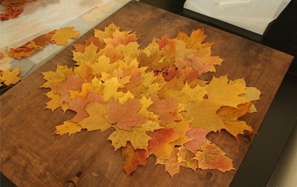 Осенний гербарий из листьев в картинках