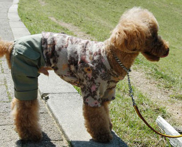 Выкройка одежды для собак мелких пород в натуральную величину на девочку йорка