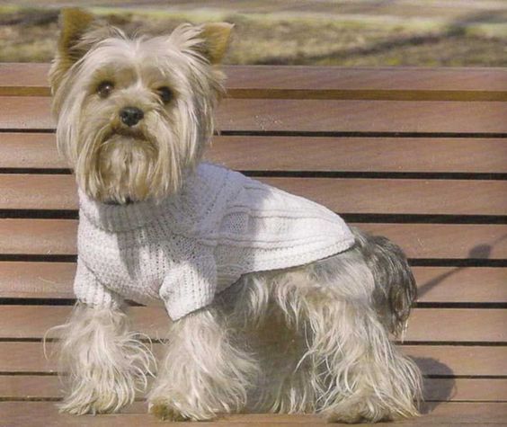Выкройка одежды для собак мелких пород в натуральную величину на девочку йорка