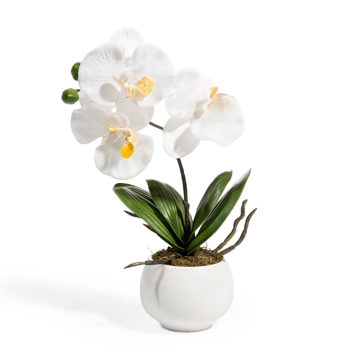 Орхидея Глобус