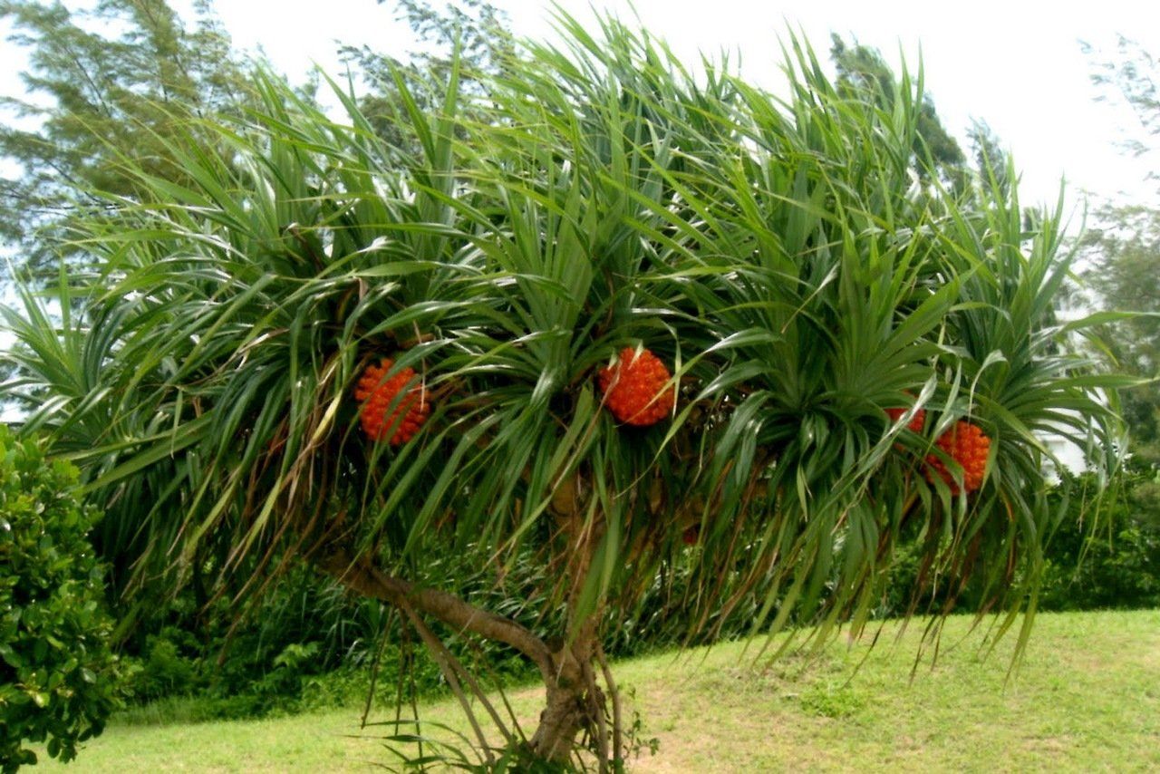 Панданус – декоративная винтовая пальма у вас дома
