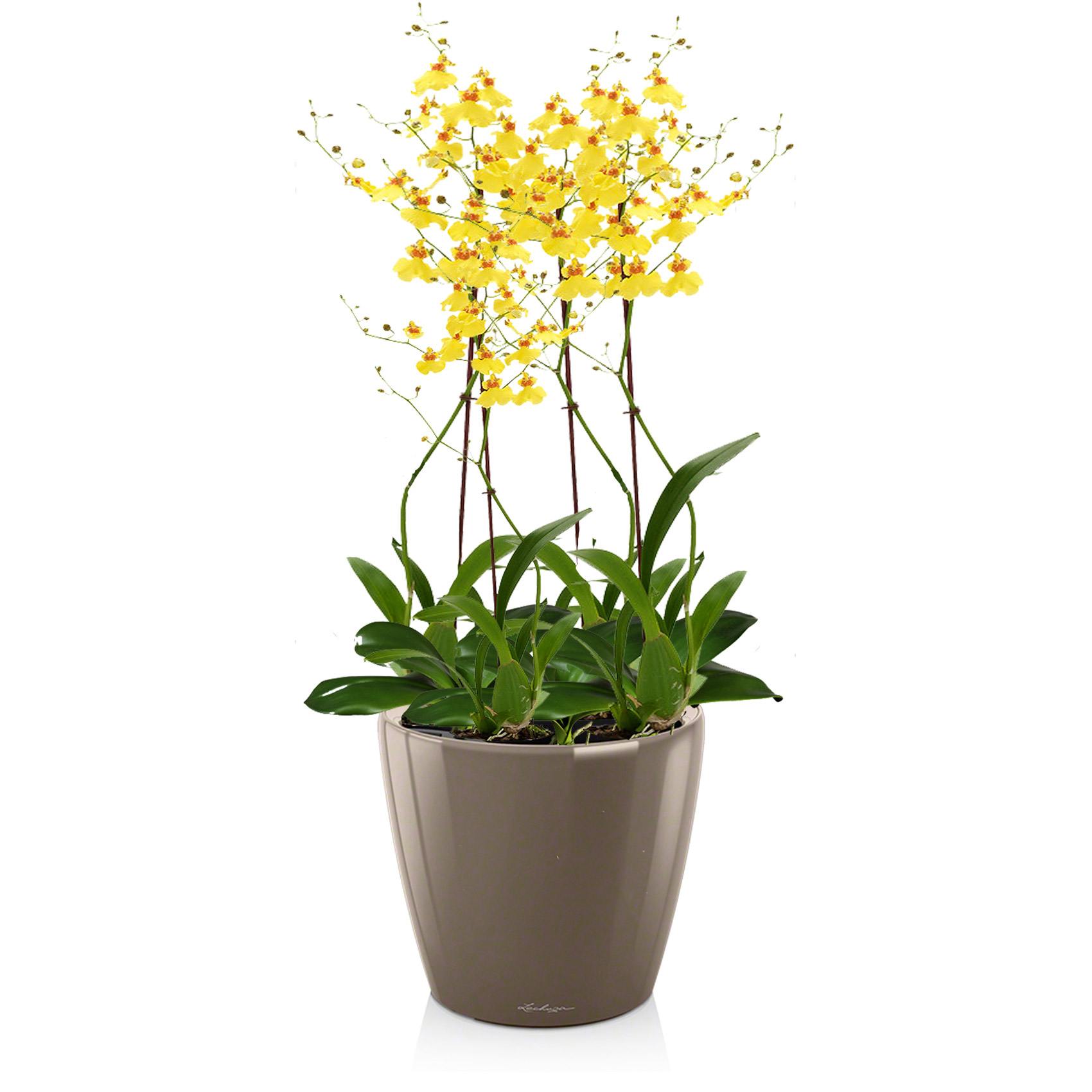 Орхидея в горшке желтеют листья. Орхидея онцидиум желтый. Фаленопсис онцидиум. Твинкл Лайт онцидиум. Онцидиум Орхидея красная.