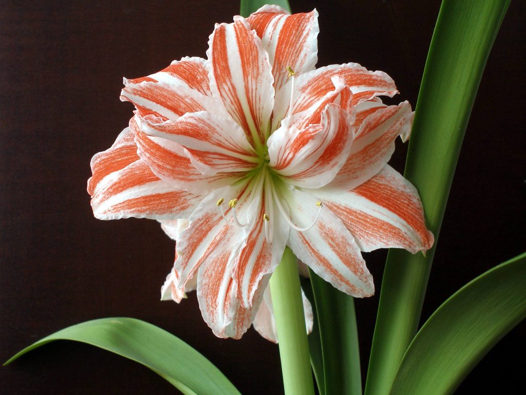 Цветок гиппеаструм: невероятная красота у вас дома