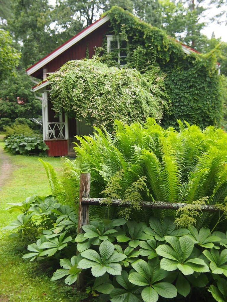 Декоративные растения на даче фото и названия