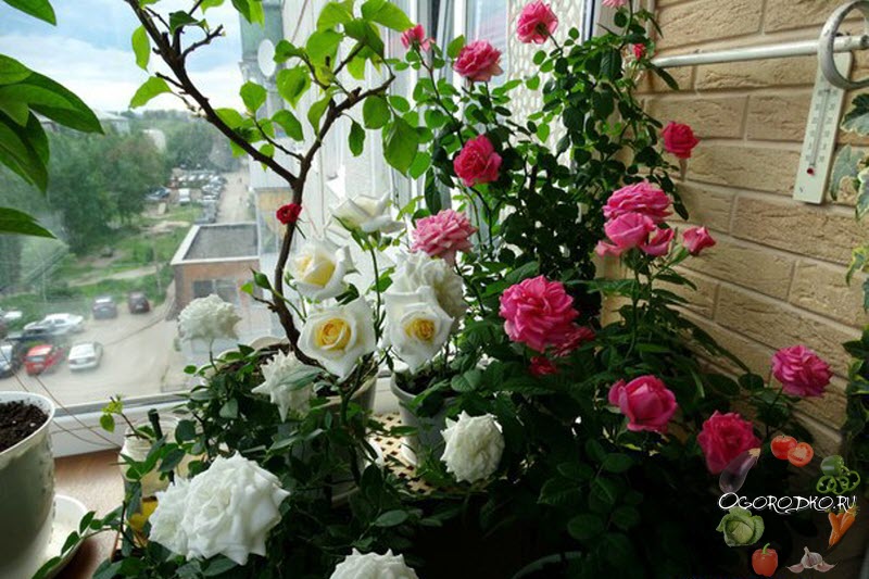 Комнатная роза в домашних условиях: сорта, уход, размножение