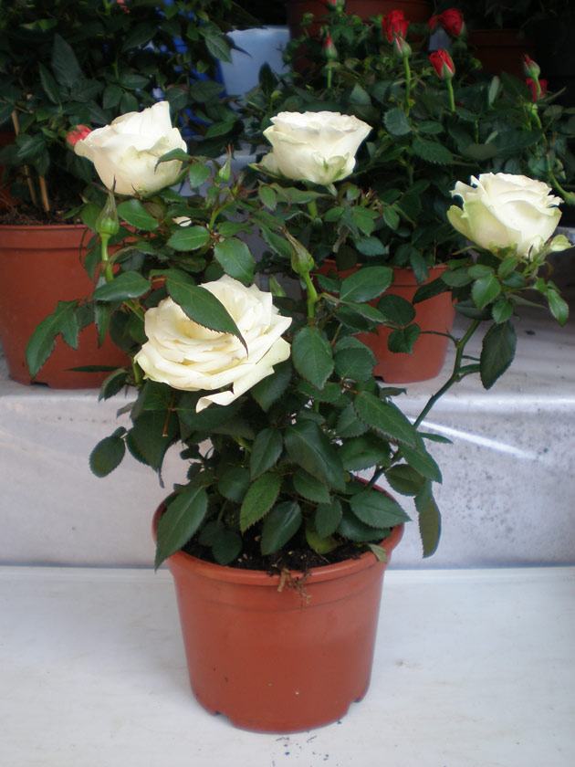 Комнатная роза в домашних условиях: сорта, уход, размножение
