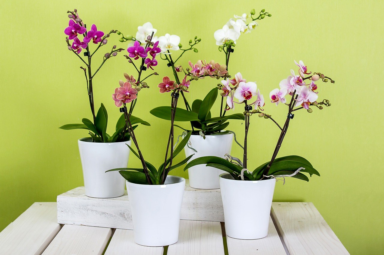 Фото несколько орхидей в одном горшке