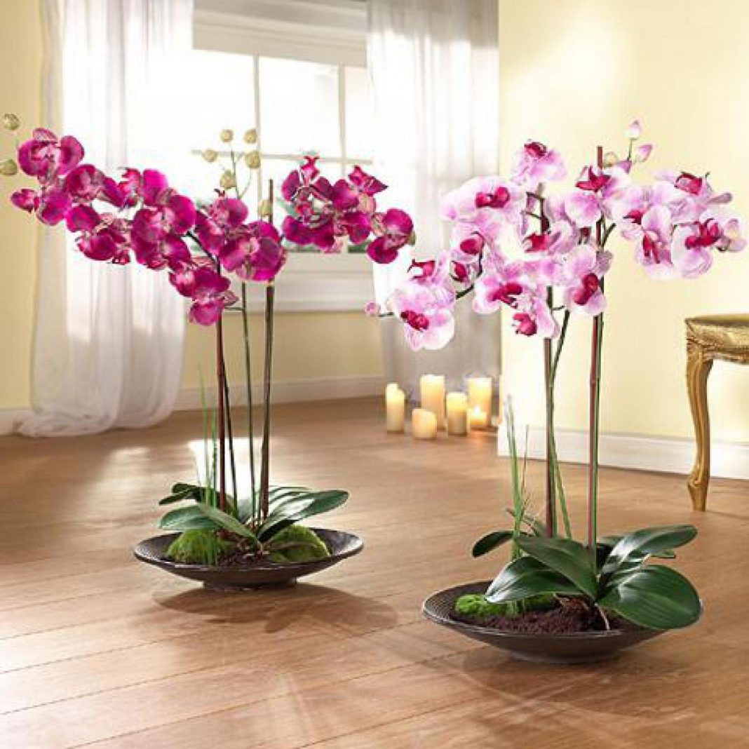 Орхидея в горшке. Орхидеи дома. Орхидеи в комнатных условиях. Домашние цветы комнатные Орхидея.