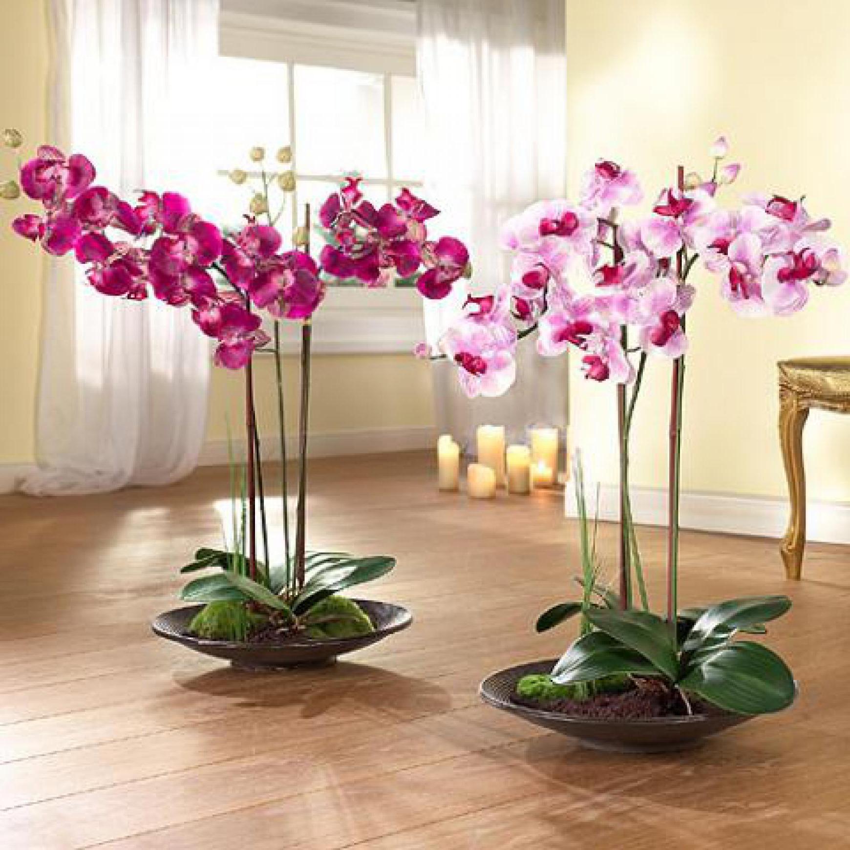 Идеальные горшки для орхидеи: как выбрать?
