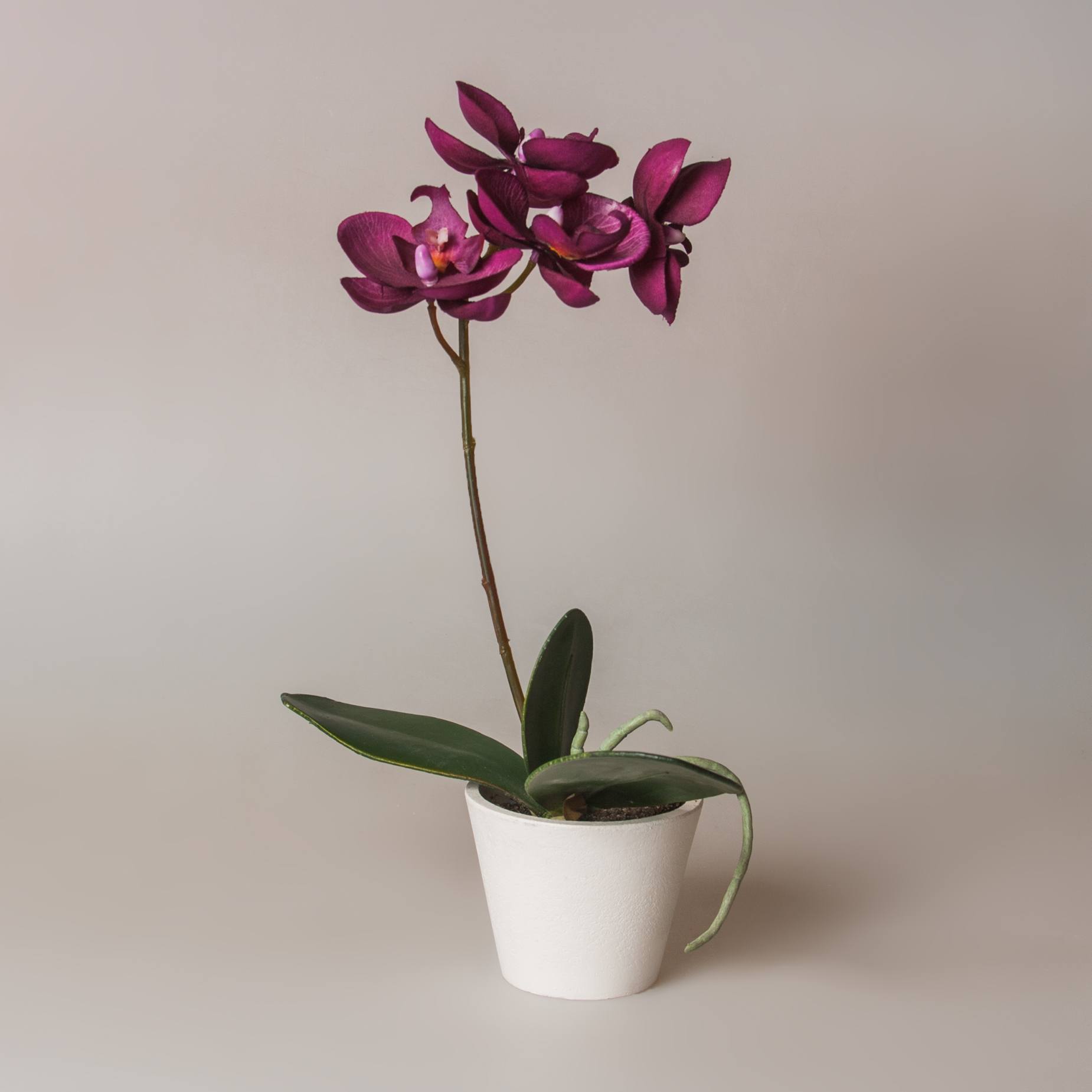 Идеальные горшки для орхидеи: как выбрать?