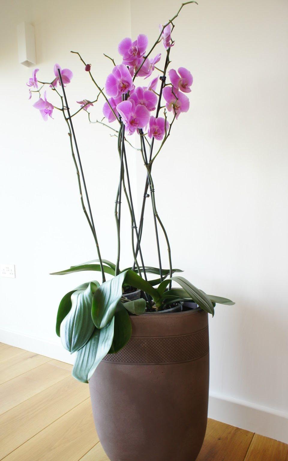Фото несколько орхидей в одном горшке