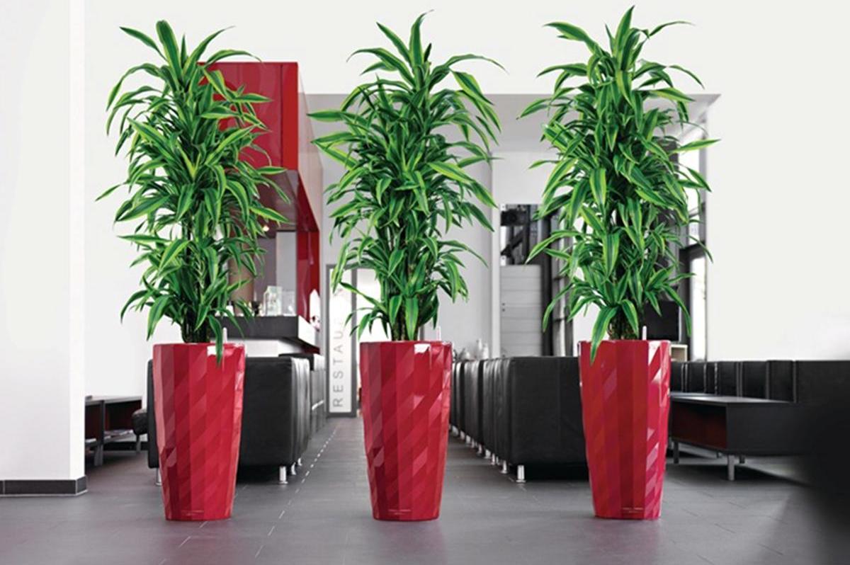 Как ухаживать за комнатным растение панданус (винтовая пальма) в домашних условиях