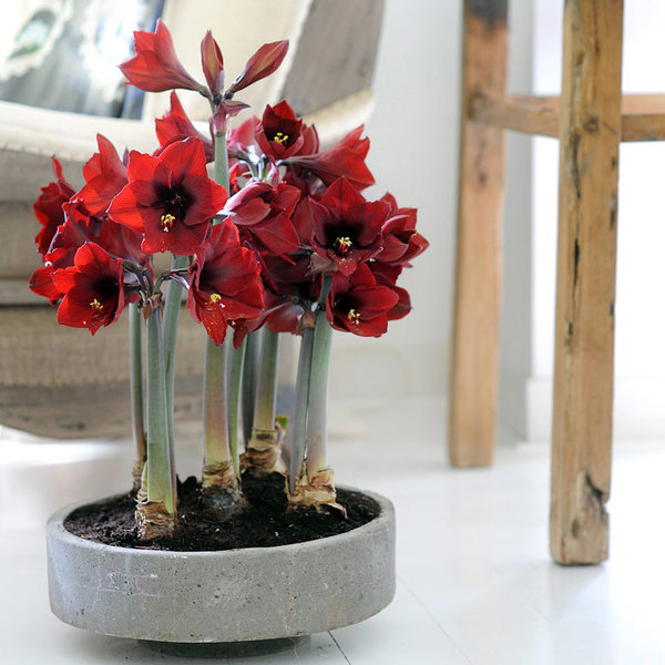 Цветок гиппеаструм: невероятная красота у вас дома
