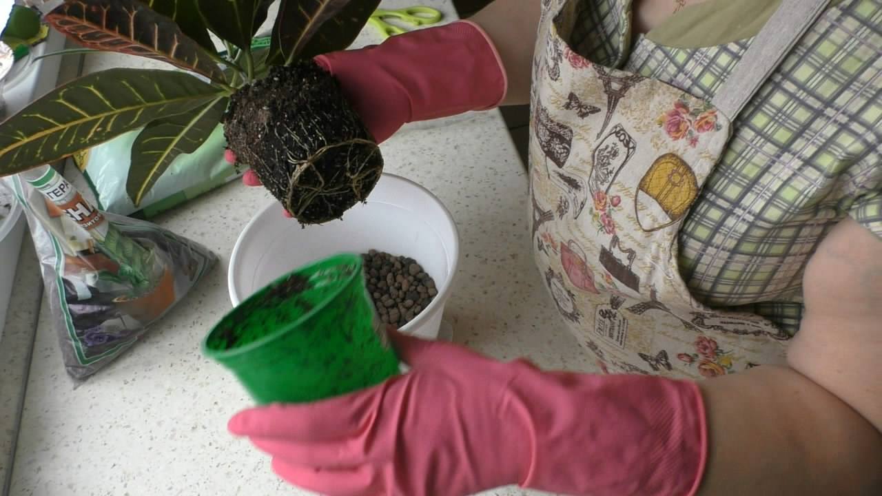 Кротон: выращивание и уход в домашних условиях