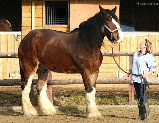 Самый большой конь в мире за всю историю фото