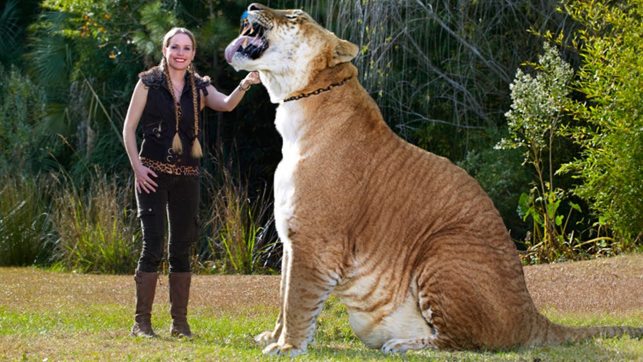 Какое самое большое животное в мире