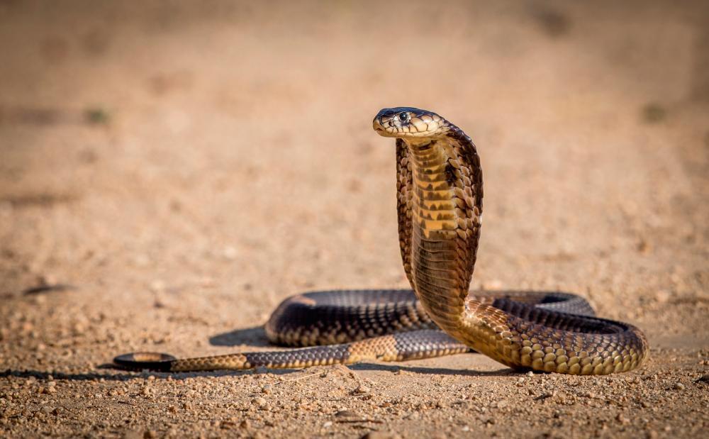 ТОП-10 самых опасных змей в мире