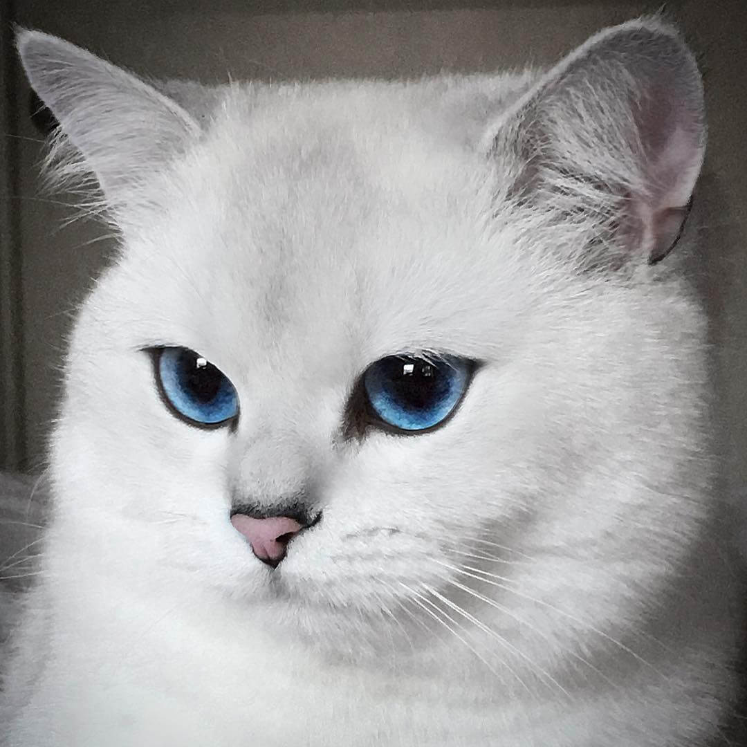 Породы кошек с голубыми глазами фото с названиями и фото