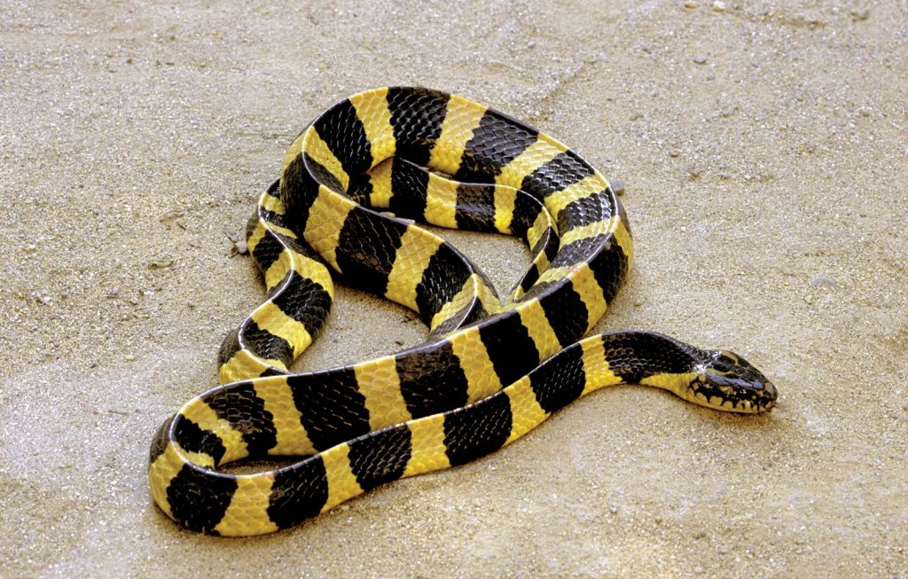 ТОП-10 самых опасных змей в мире