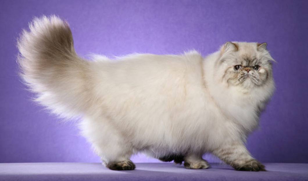 Очарование и грация самых красивых пород кошек: ТОП-10