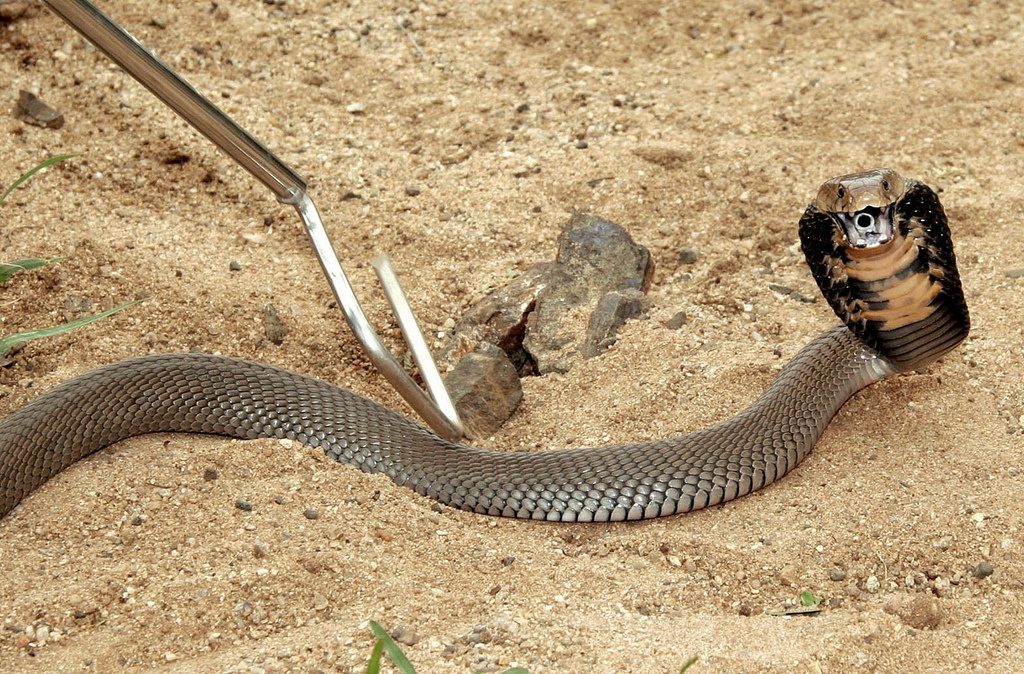 Самые ядовитые змеи фото. Мозамбикская Кобра. Черношейная Кобра. Ядовитая змея Кобра.
