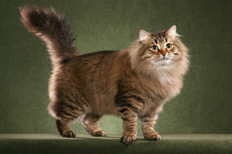 Очарование и грация самых красивых пород кошек: ТОП-10