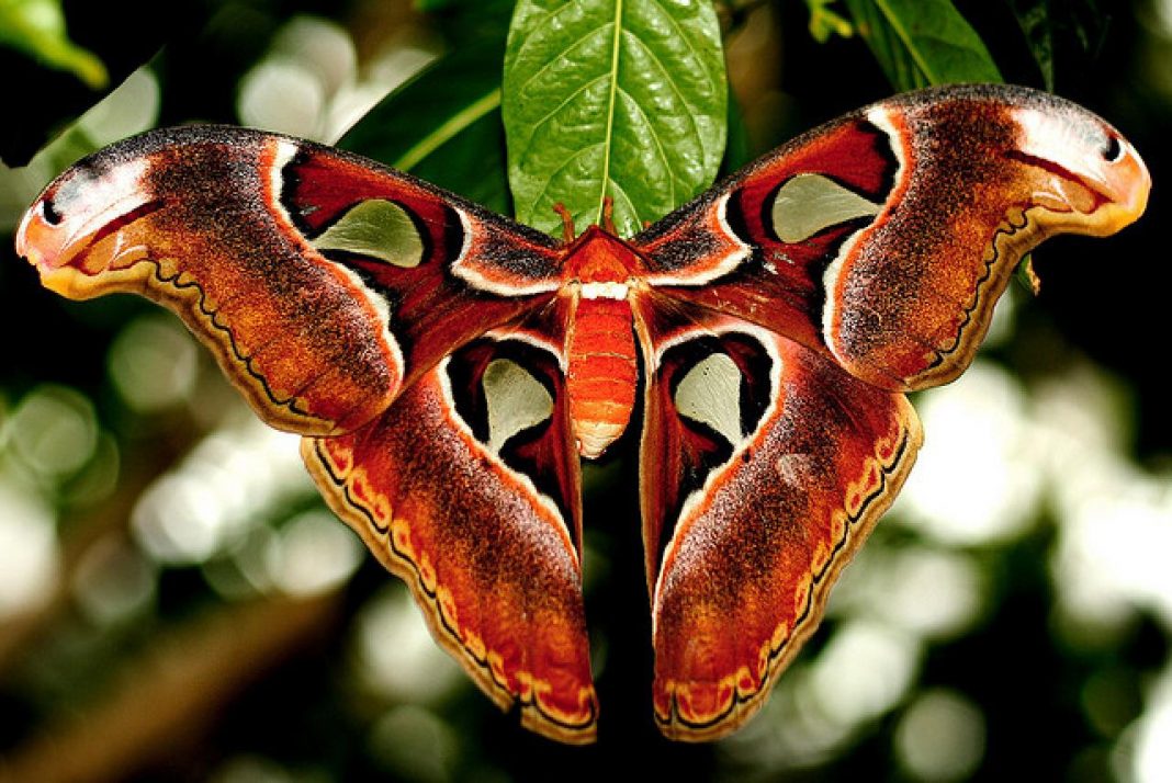 Самая большая бабочка на планете фото с описанием