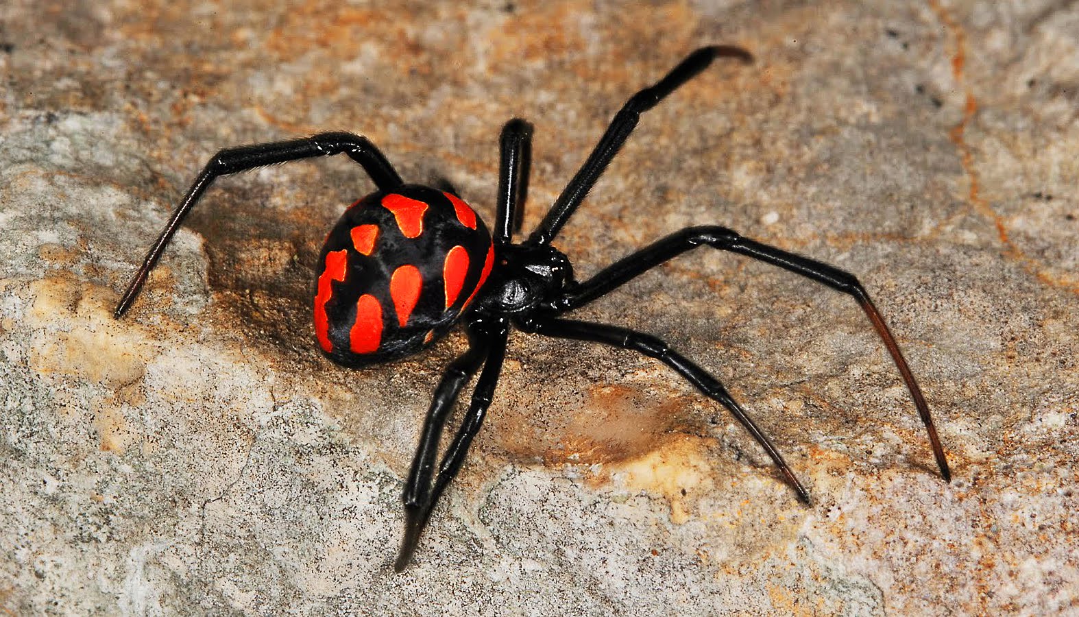 ТОП-7 самых опасных пауков в мире