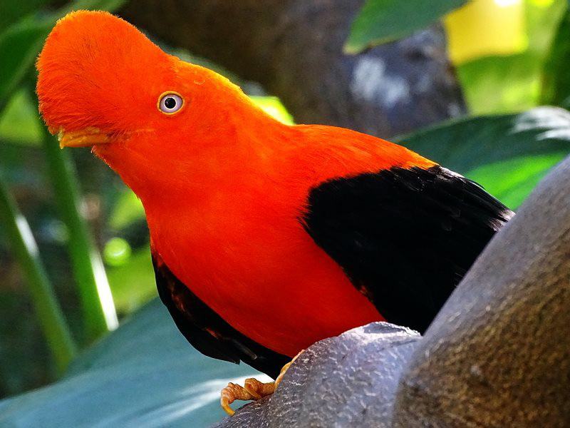 ТОП самых красивых птиц в мире