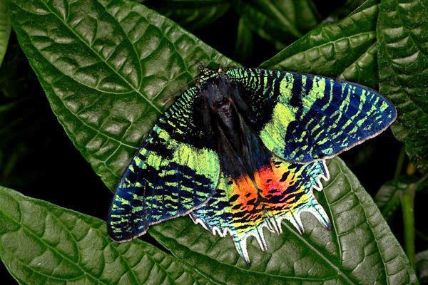 Самые красивые бабочки планеты