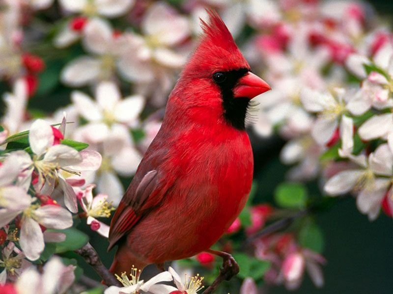 ТОП самых красивых птиц в мире