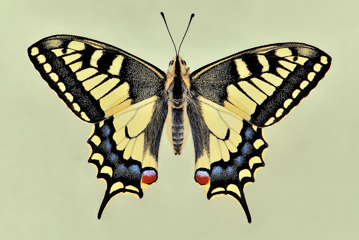 Какие Бывают Виды Бабочек Фото С Названиями