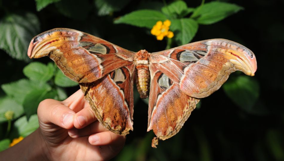 Бабочки Мира Фото С Названиями