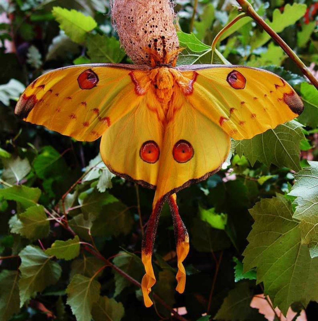 самые красивые бабочки мира картинки