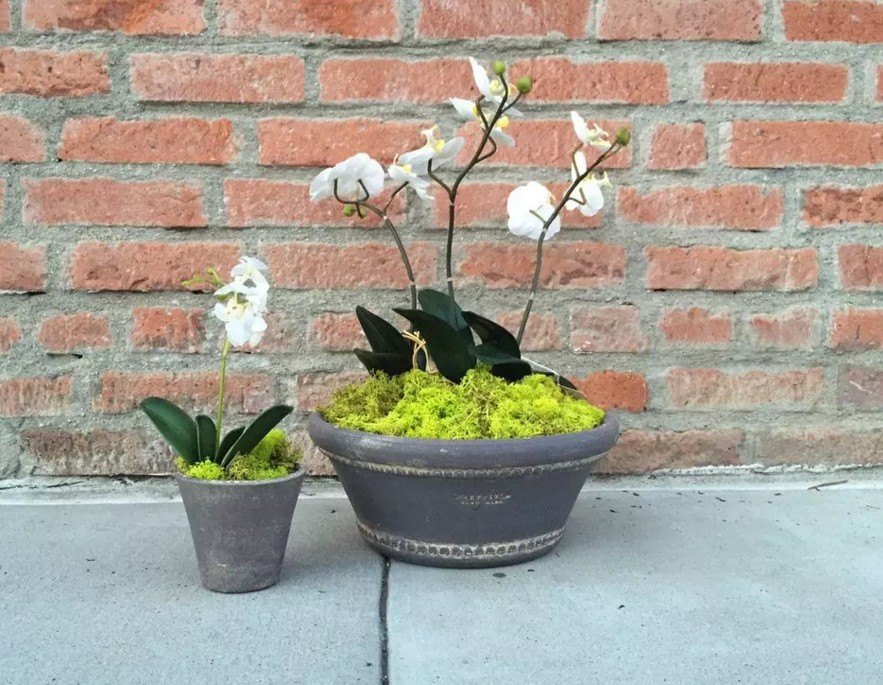 Как ухаживать за орхидеей – капризной королевой домашних цветов