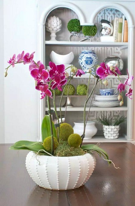 Как ухаживать за орхидеей – капризной королевой домашних цветов