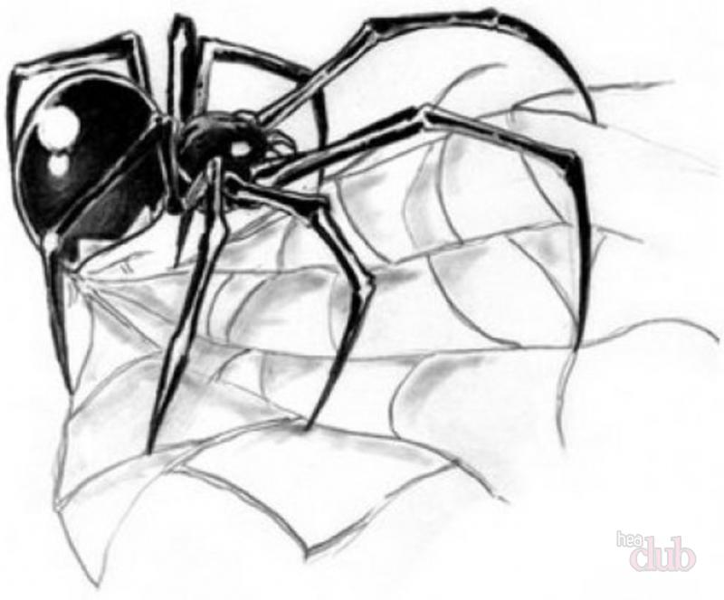 эскиз тату паук с паутиной