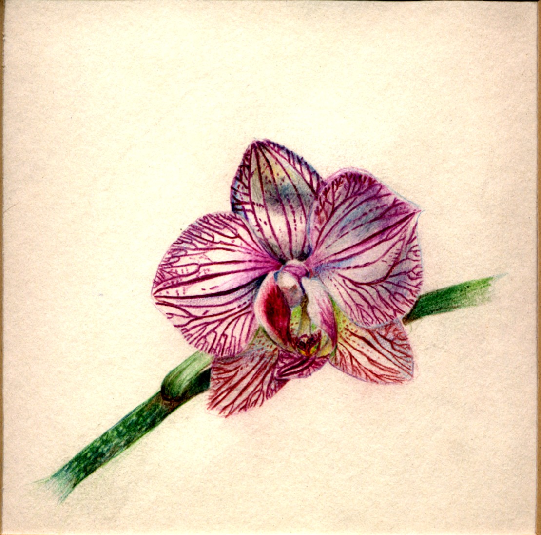 Изысканное тату орхидея: 70 фото-идей, эскизы, значение