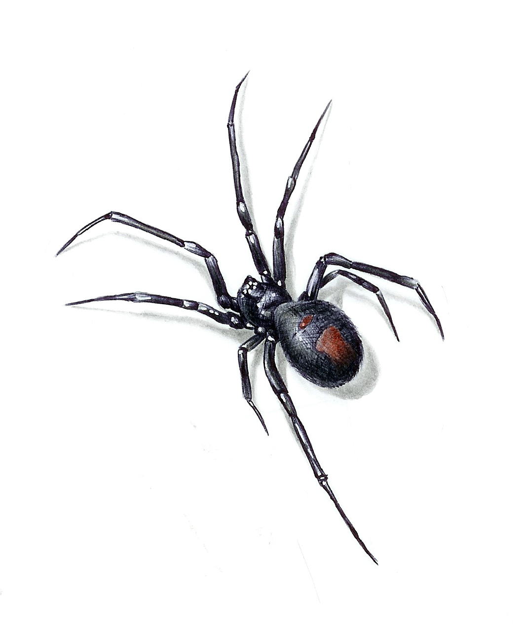 Черный паук с рисунком на брюшке
