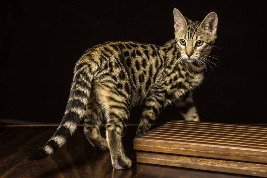 Породы кошек дорогие с фотографиями