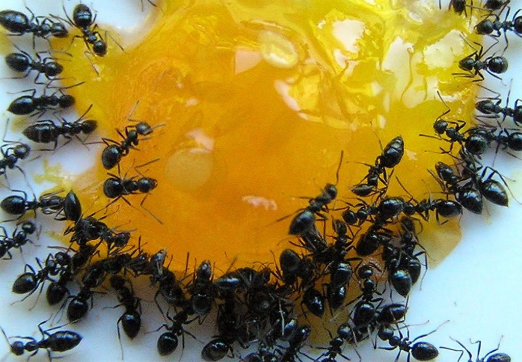 Борная кислота от муравьев: эффективные и безопасные методы борьбы с насекомыми