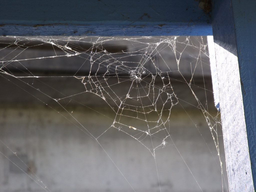 Как избавиться от черных пауков в доме?