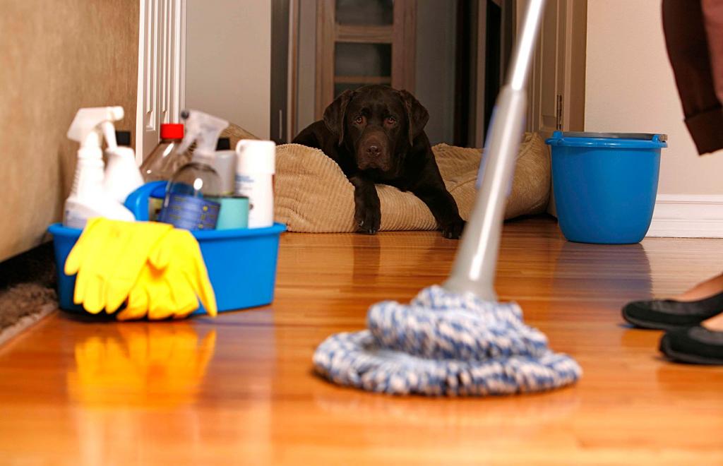 Как убрать запах собаки в квартире?