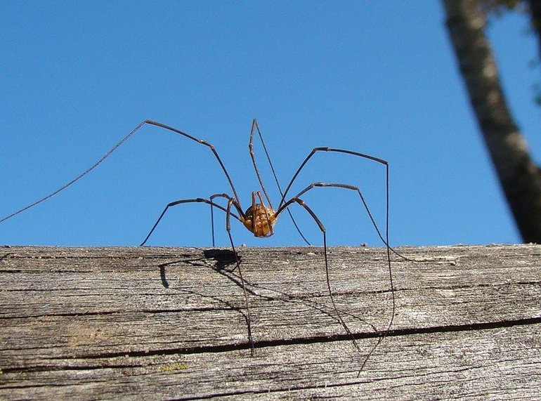 Как избавиться от черных пауков в доме?